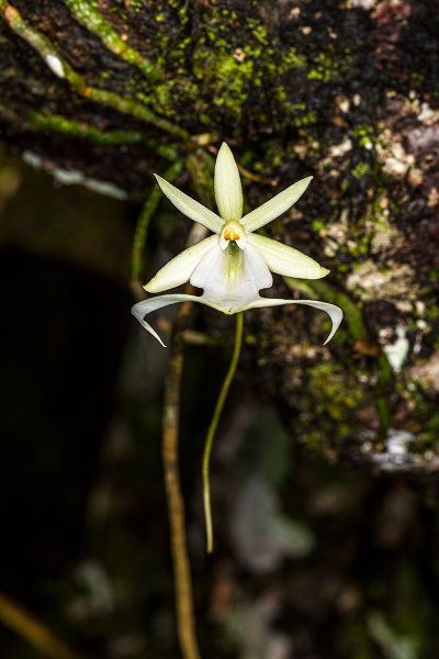 A rare Ghost orchid grows only in swamps in south Florida